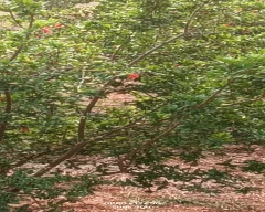 Other Grapes for sale in Latehar