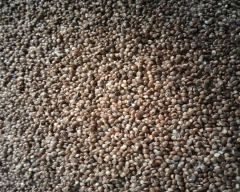 Kodo Millet for sale in Dindori
