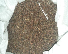 Indian Masoor for sale in Ballia