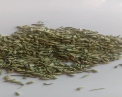 Normal Fennel Seeds for sale in Sirohi
