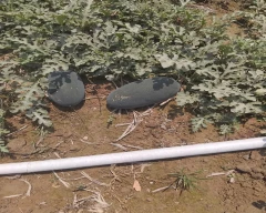 Normal Watermelon for sale in Umaria