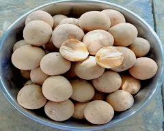 Normal Sapota for sale in Chittorgarh