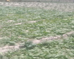 Normal Spinach for sale in Lucknow