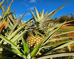 B Grade Quality Pineapple for sale in Thrissur