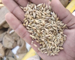 Normal Barley for sale in Jaipur