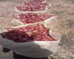Red Grapes for sale in Rajgarh