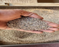 Brown Jeera for sale in Porbandar