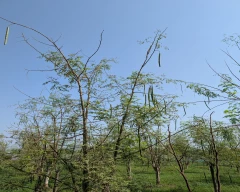 A Grade Quality Drumstick for sale in Anand