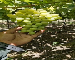 Seedless Grapes for sale in Nagpur