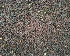 Black Mustard for sale in Jhunjhunu