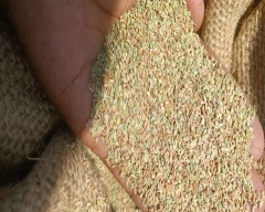 Normal Ajwain for sale in Mehsana