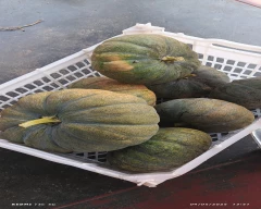 Normal Pumkin seed for sale in Mysuru