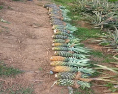 A Grade Quality Pineapple for sale in Shivamogga
