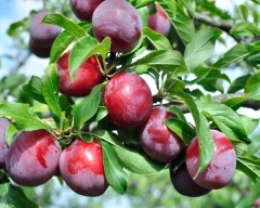 Fresh Plum for sale in New Delhi