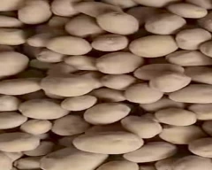 3797 Potato for sale in Agra