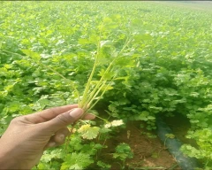 Normal Coriander for sale in Jaipur