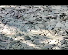 Normal Bay leaf for sale in Kanpur Nagar