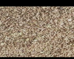 Normal Ajwain for sale in Ajmer