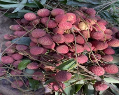 Normal Litchi for sale in Hyderabad
