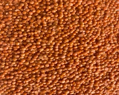 Indian Masoor Dal for sale in Kachchh