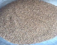 Seed Whole Coriander for sale in Yamunanagar