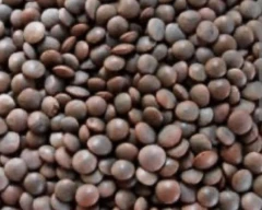 Indian Masoor for sale in Patna