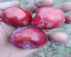 Normal Plum for sale in Shimla