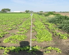 Other Coriander for sale in Indore