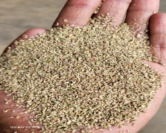 Normal Ajwain for sale in Neemuch