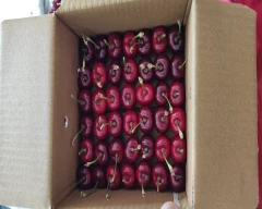 Fresh Cherry for sale in Kinnaur