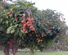 Normal Litchi for sale in North East Delhi