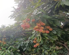 Other Litchi for sale in Anuppur