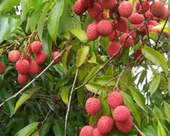 Normal Litchi for sale in Vaishali