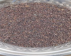 Seed Dhaincha for sale in Hooghly