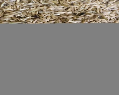 Normal Barley for sale in Jhunjhunu
