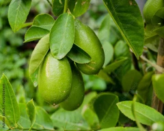 Normal Lemon for sale in Jalpaiguri