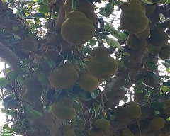 Normal Jackfruit for sale in Indore