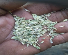 Normal Fennel Seeds for sale in Ajmer