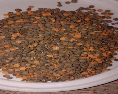 Black Masoor for sale in Patna