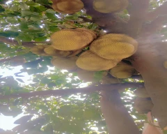 Normal Jackfruit for sale in Chhatarpur