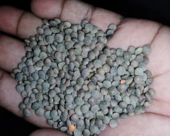 Indian Masoor for sale in Lakhisarai