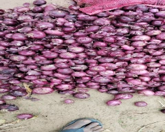 B Grade Quality Small Onion for sale in Sikar
