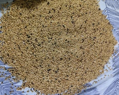 Yellow Mustard for sale in Mathura