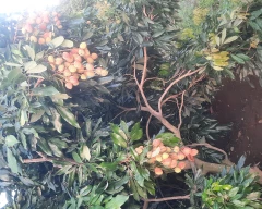 Normal Litchi for sale in Pathankot