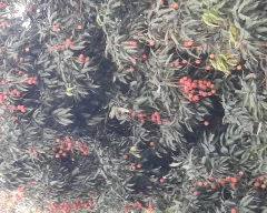Normal Litchi for sale in Pathankot