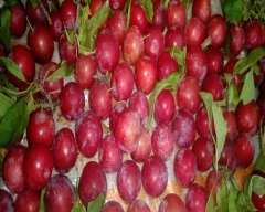 Fresh Plum for sale in Shimla