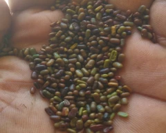 Seed Dhaincha for sale in Sant Kabir Nagar