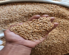 A Grade Quality Wheat for sale in Junagadh