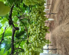 Normal Grapes for sale in Chikballapur