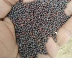 Normal Mustard for sale in Ratlam